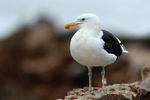 Kelp Gull