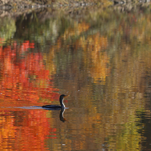 A double-crested cormorant swims through an autumn reflection.
