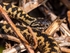 Adder