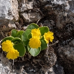 Bear's Ear Primrose (Primula auricula)