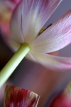 Flowers Set 13 - 17