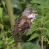 Whitethroat