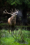 Morning roar! - Red Deer Stag