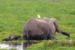 _84Y1259 Amboseli