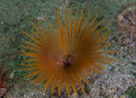 Acromegalomma vesiculosum