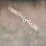 01_CE275_Barnowl  Score 241