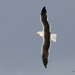 Lesser Black-backed Gull (Larus fuscus intermedius) 3W