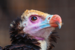 White-headed Vulture Trigonoceps occipitalis-0825