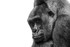 Pensive Gorilla