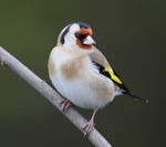 Goldfinch