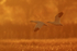 Ross's Geese flying at dawn, Bosque del Apache, New Mexico