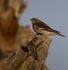 SNOW BUNTINGS