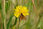 Small Skipper