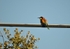 European Bee-eater