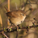 Wren perched on a branch at Otmoor