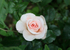 Rose  -  Peace