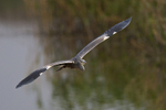 Grey Heron swoops in low & fast at the first screen