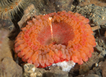 Capnea sanguinea