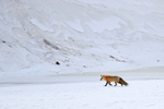 Red Fox walking, Hayden Valley, Yellowstone National Park