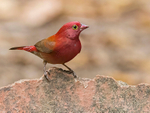 Red Billed Firefinch