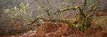 Glen Affric tree Pano 1