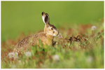 Brown Hare eating Dandelion 