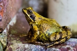 Garden Frog