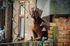 Goat Guarding a Gate!