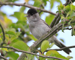 Blackcap (male) singing from a tree on the Roman Road, Otmoor