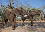 Elephant Encounter Zambia