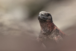 Marine Iguana portrait, Suarez Point, Espanola, Galapagos