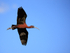 Glossy Ibis in flight, Wakodahatchee Wetlands, Florida