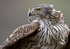 Goshawk 2