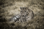 Sri Lankan Leopard-RLP_7439