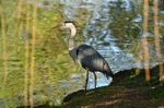 Grey Heron