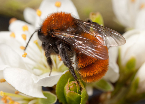 [i]Andrena fulva[/i] female foraging on blossom, showing distinctive colouration.