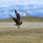 Great Skua chasing Arctic Tern, Jokulsarlon, Iceland