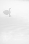 Mute swan in the mist on the Somerset Levels_0043