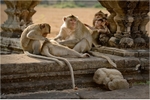 Family grooming