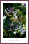 Lonicera caprifolium