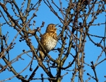 Song Thrush