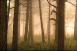 Misty Woodland