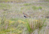 Golden Plover