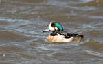 Chileo Wigeon
