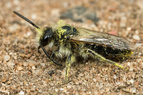 [i]Andrena barbilabris[/i] male with rape-seed pollen. Sandy footpath by rape-seed crop, Staffordshire. May 2015.