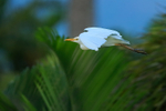 Cattle Egret in flight, Kauai