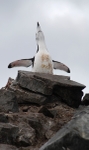 Chinstrap cheerleader, Half Moon Island
