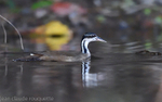 Sungrebe