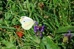 Small White