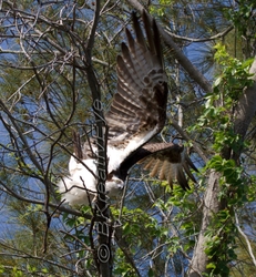 Osprey portfolio